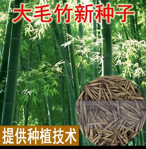 大型毛竹种子 青竹 紫竹 刚竹 紫竹竹根竹苗四季种植庭院竹园易活