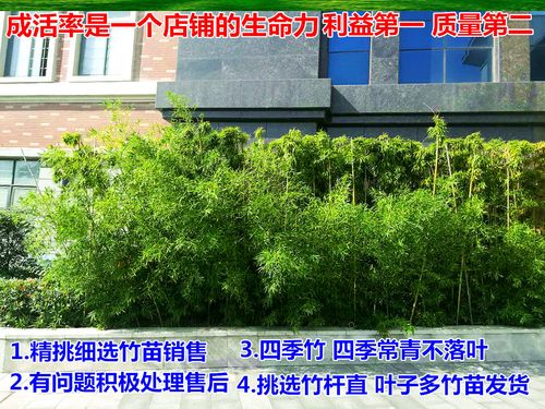 公司.学校庭院花池绿化种植竹子 建议选择 雷竹.