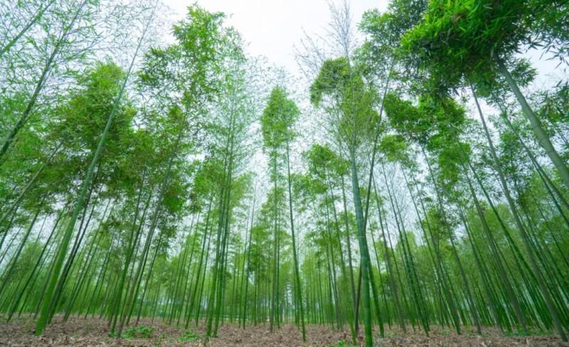 四川雷竹基地分析雷竹种植条件