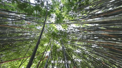 小竹子如何做成大产业 中国竹乡广宁县践行林下经济融合创新发展之路