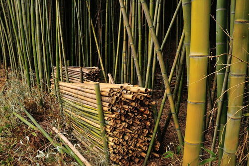 竹家具与木质家具哪种好