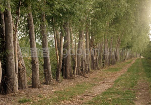 在农场道路的果园边缘种植保护树木