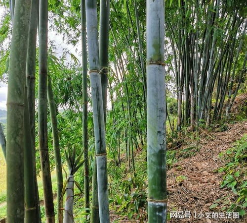 麻竹种植时这四个细节非常关键,很多人都不明白,难怪发芽率不高