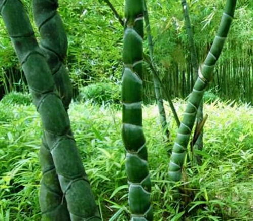 阳台缺点 风景 ,种4种 竹子 ,养竹可得勤快点,要不就黄叶