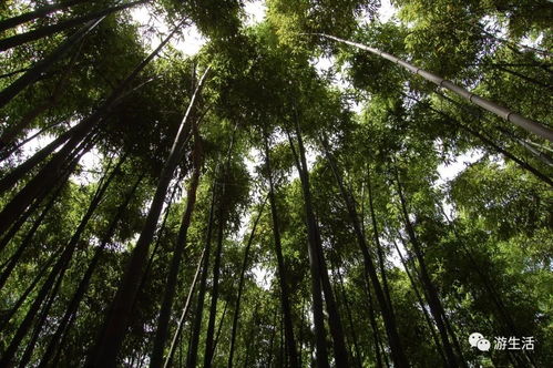 竹海听涛种竹 植绿拥抱春天 三秦都市报2018大型公益植树活动启动 喊你来报名