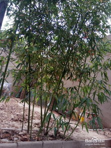 竹子种植的好方法