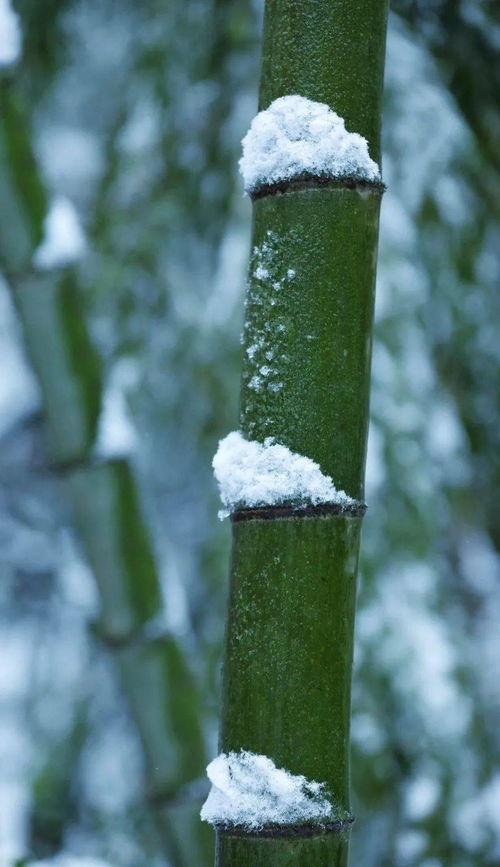 雪竹,岁寒 竹林