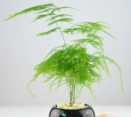 家有 4种 耐阴花,采光差依然爆满盆,快养起来吧