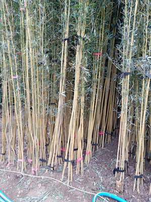 金镶玉竹基地直销 金镶玉竹子种植 前景