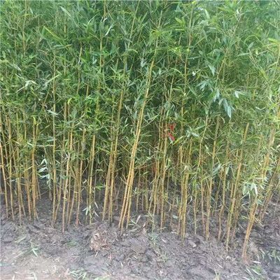 2-3公分罗汉竹多少钱一棵,罗汉竹基地价格表