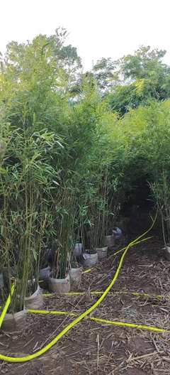 海南竹子种植技术_海南冠平竹子批发苗圃