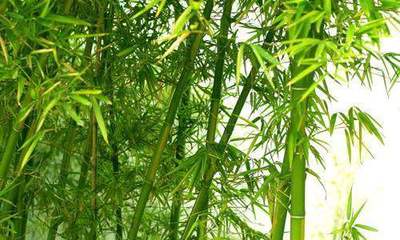 想见证盆栽的快速生长?那就养盆竹子吧,每天都在长!这里教你如何养竹子