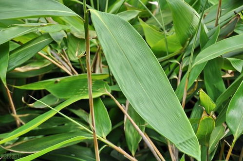 农村常见 竹叶草 ,珍贵价值大,一斤10元,农民种植一亩赚3万