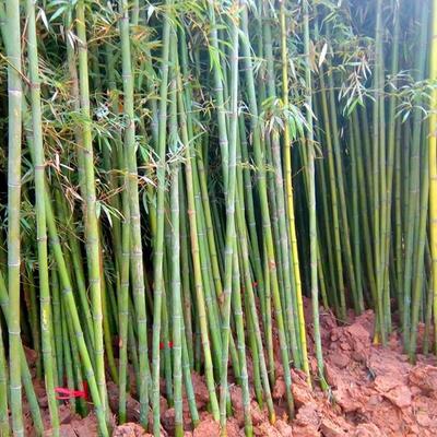 罗汉竹批发罗汉竹作用罗汉竹种植宿迁诚盛园林