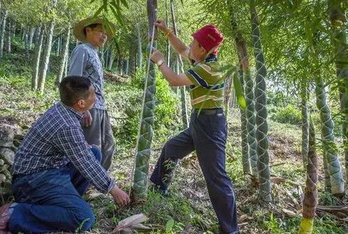 40多岁,回农村做这3种生意,工作不算累,比在外打工赚钱多