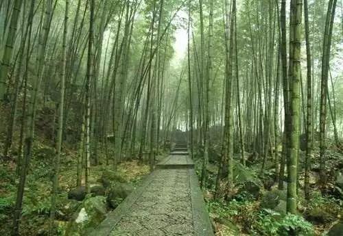 每日一景 宋山森林公园