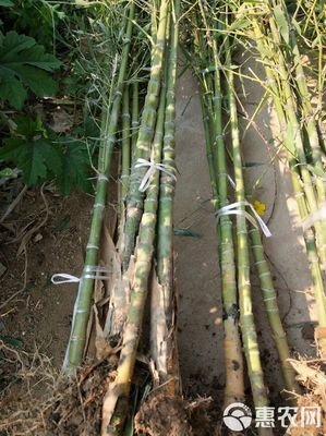[罗汉竹批发]罗汉竹价格25元/棵