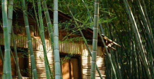 门前种竹,子孙享福 ,这俗语什么意思,种竹子对子孙有无好处