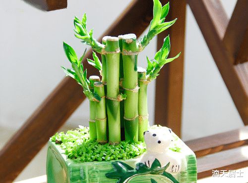 家里种植物,选择哪些为好