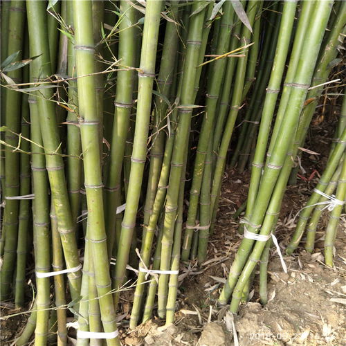 【竹子种苗图片山东竹苗基地供应】- 