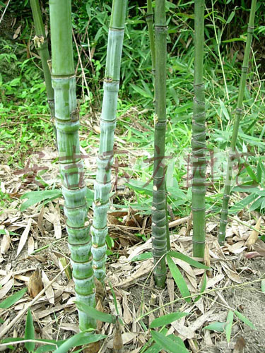 这种竹子生长在毛竹林,农民都想砍掉它,殊不知它能卖1万元