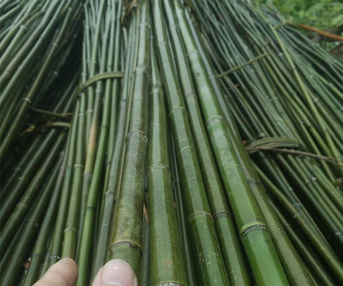 山西菜架竹 菜架竹多少钱 兴荣竹木制品 推荐商家