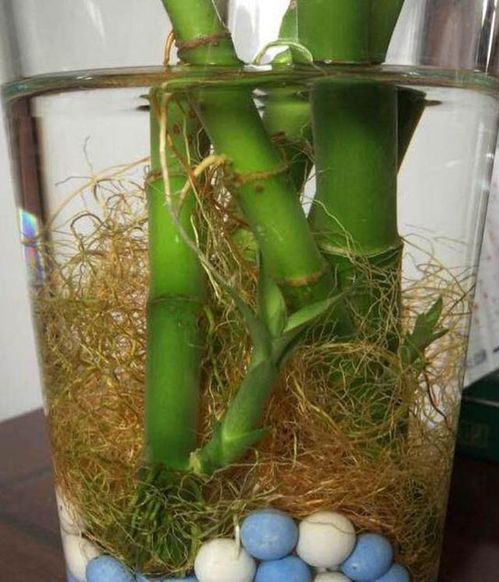 养好富贵竹,放1片 白药片 ,叶子 绿出水 ,再也不黄叶