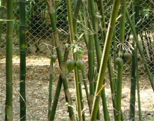 南方竹林长有1种 梨 ,以前没人敢吃,现在100元1斤都卖断货