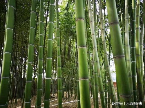 为什么古人说 门前种竹做人狠毒