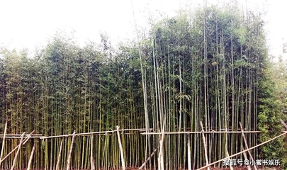 竹子种植方法和注意事项