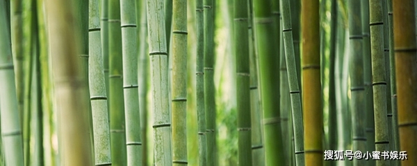 竹子种植方法和注意事项