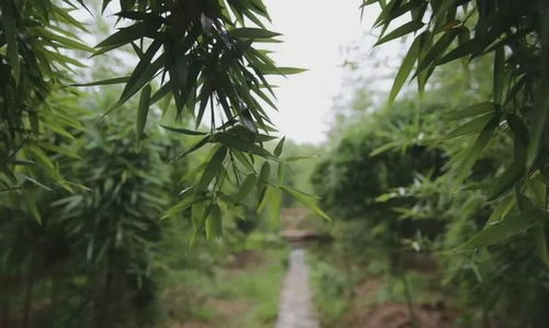 那一年,雷竹把 家 搬到了蒲江