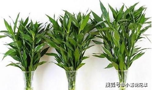 买回来的富贵竹,用这种方法养,生根快还不黄叶