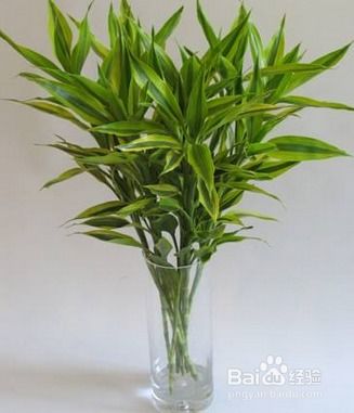 适合室内栽种的喜阴植物有哪些