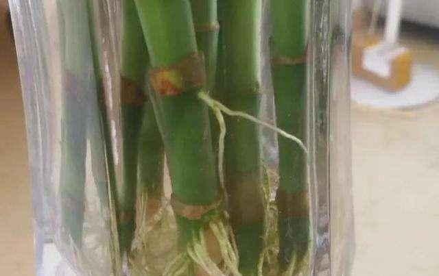 养花必须先养根,这2种 浇花水 多浇点,根系白嫩,爆盆简单