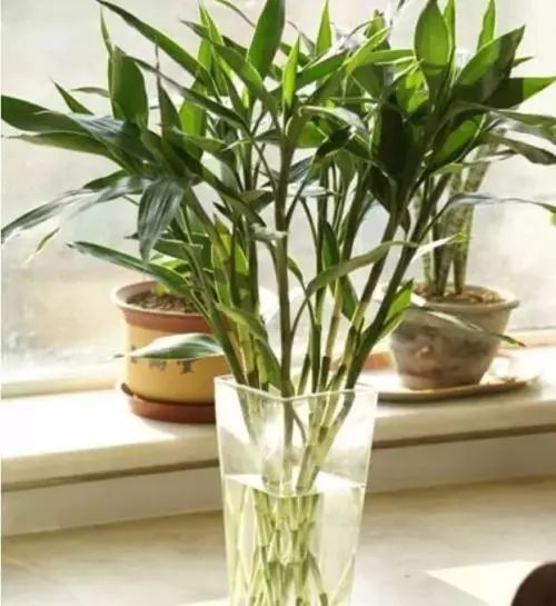 阳台客厅必备的 2种 招财花,越是年底越要养,寓意棒