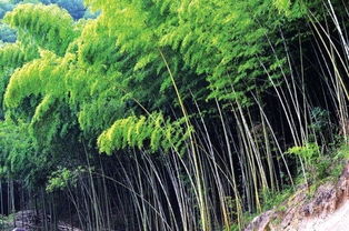岑巩县代家坡大面积引种楠竹 种出 竹空调 享20 盛夏