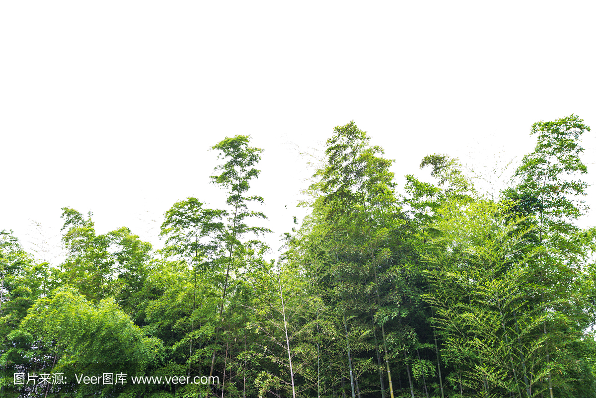 晨曦中的竹林