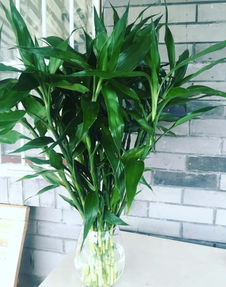 4种 值得 养的花卉,好看又好养,养一盆好处多多