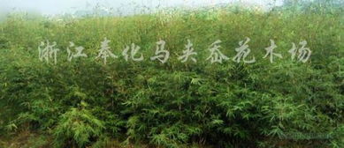 慈孝竹的植物栽培