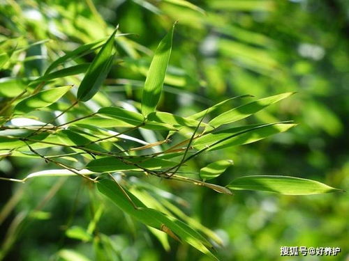 个头不大,可颜值逆天的3种观赏竹