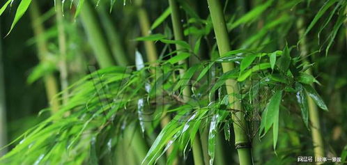 老人常说 坟边长竹须迁坟,坟前两物成富人,这两物分别是什么