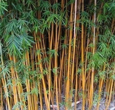 棕色竹子怎么种?