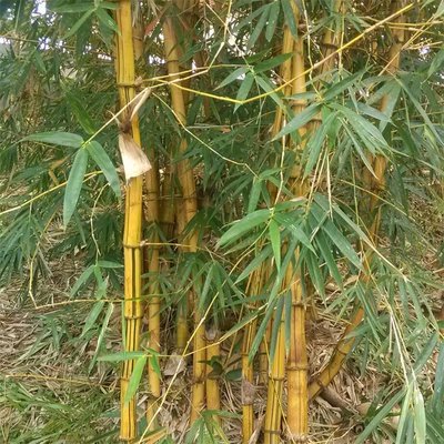 黄杆竹易成活景区栽种观赏竹类竹苗庭院绿篱竹子