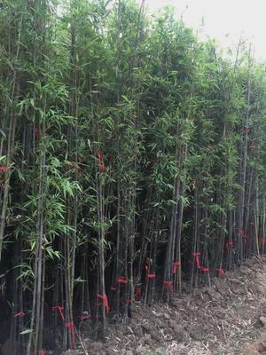 恭喜竹之雅园林绿化入驻苗木通,江苏宋磊:主营各种竹类