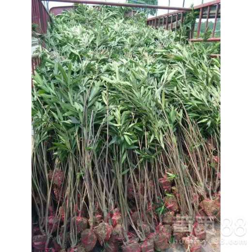 【黄山荚竹桃种植园】- 