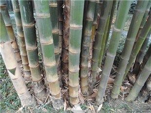 三农:甜龙竹种植增绿又增收 甜龙竹的种植与管理