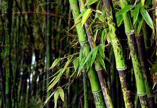 秦始皇遇到松树和竹子挡道,只因一个原因,两种树命运却截然相反