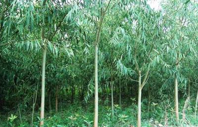 竹柳的种植程序
