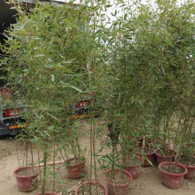 北方竹子栽植时间,北方地区竹子移栽要点种植方法
